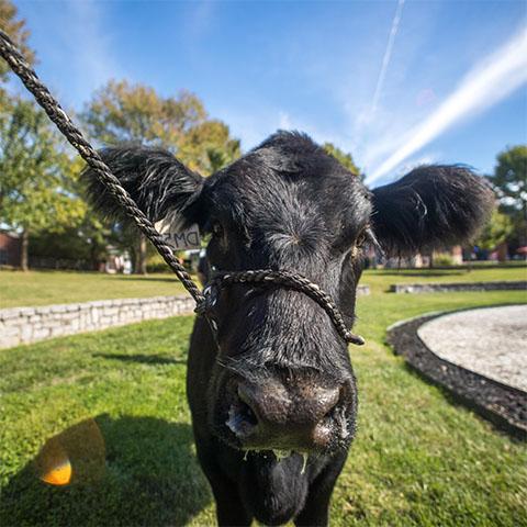 Cow walks in Harned Bowl